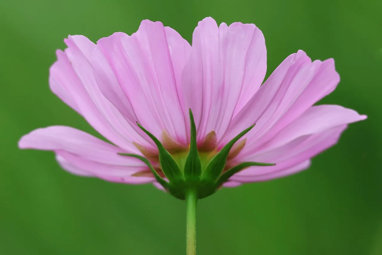 Vibrant Pink Cosmos Bloom Against Lush Green Background
