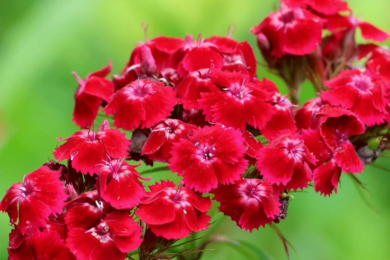 Vibrant Red Carnations Bloom in Summer Garden Macro