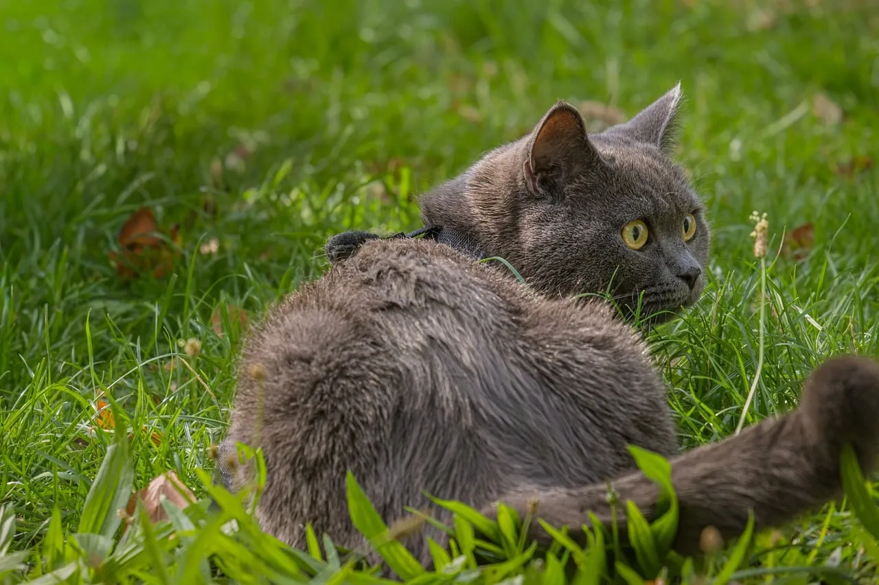 Captivating Gray Cat Pondering in Lush Green Grass