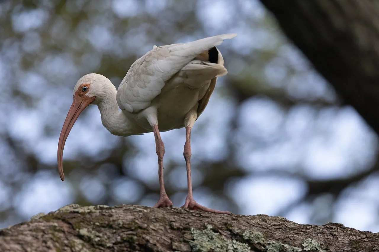 Elegant White Ibis Perched on a Gnarly Branch