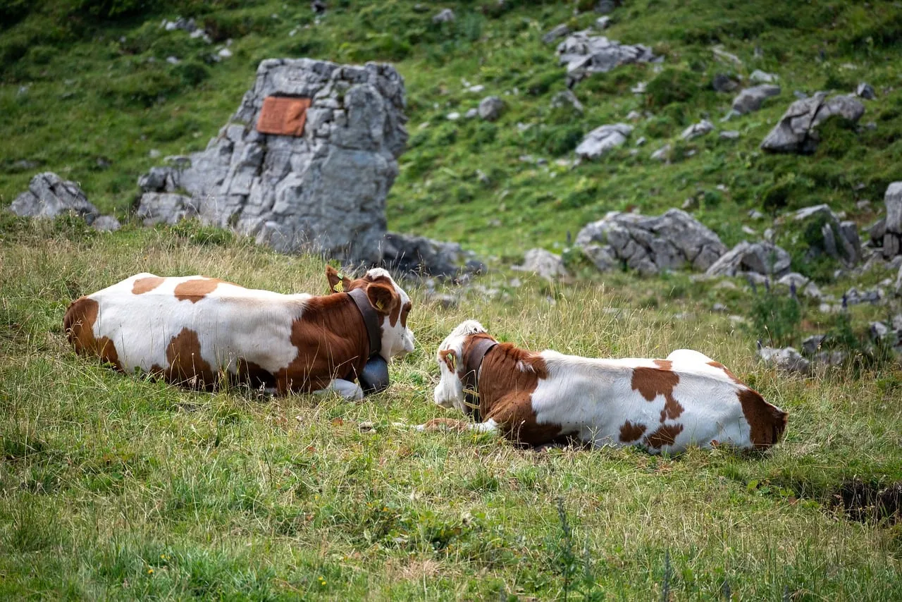 Serene Alpine Pasture: Cows Resting Amidst Majestic Mountains