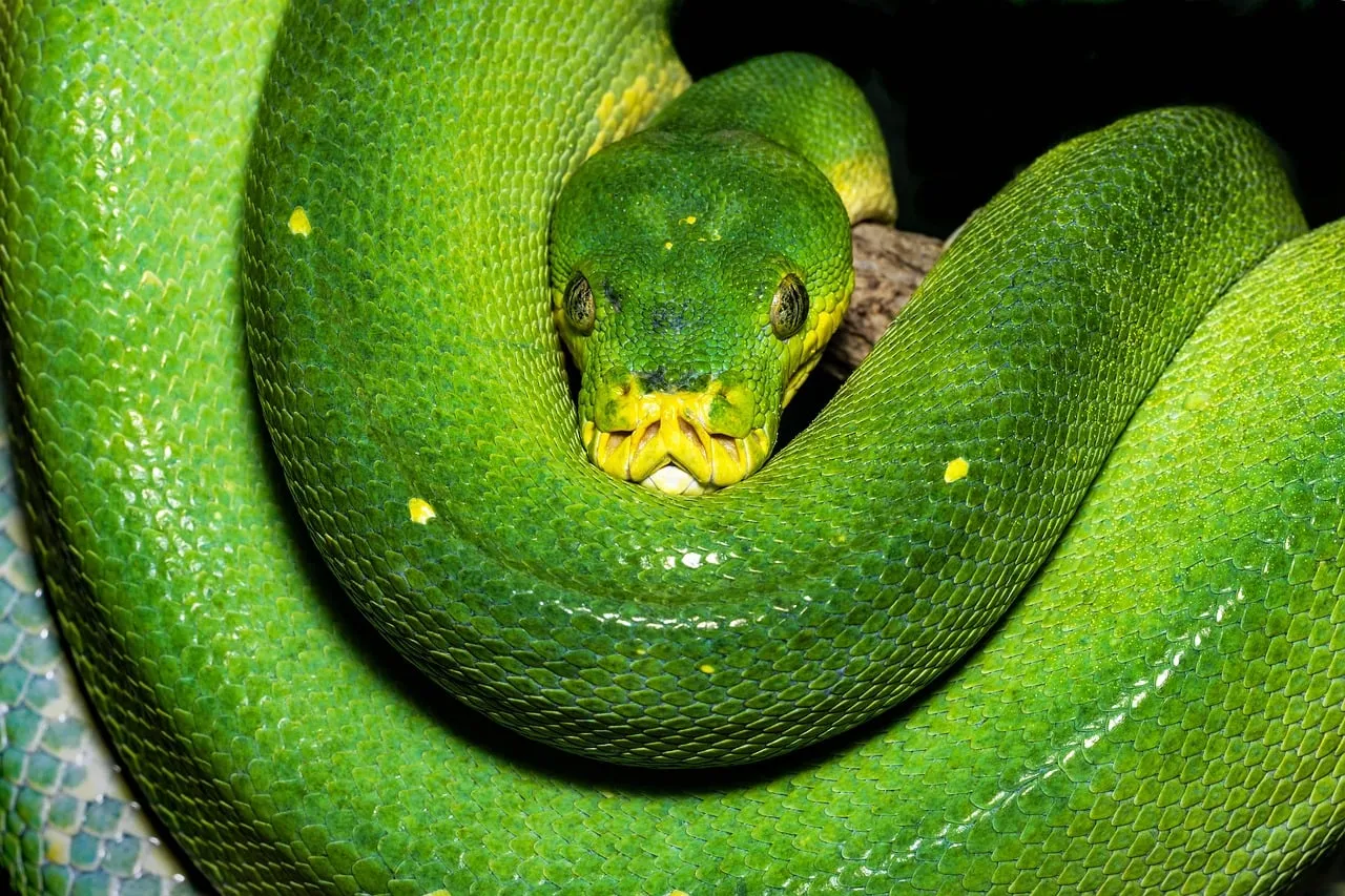 Vibrant Green Tree Python: A Jungle Hunter's Gaze