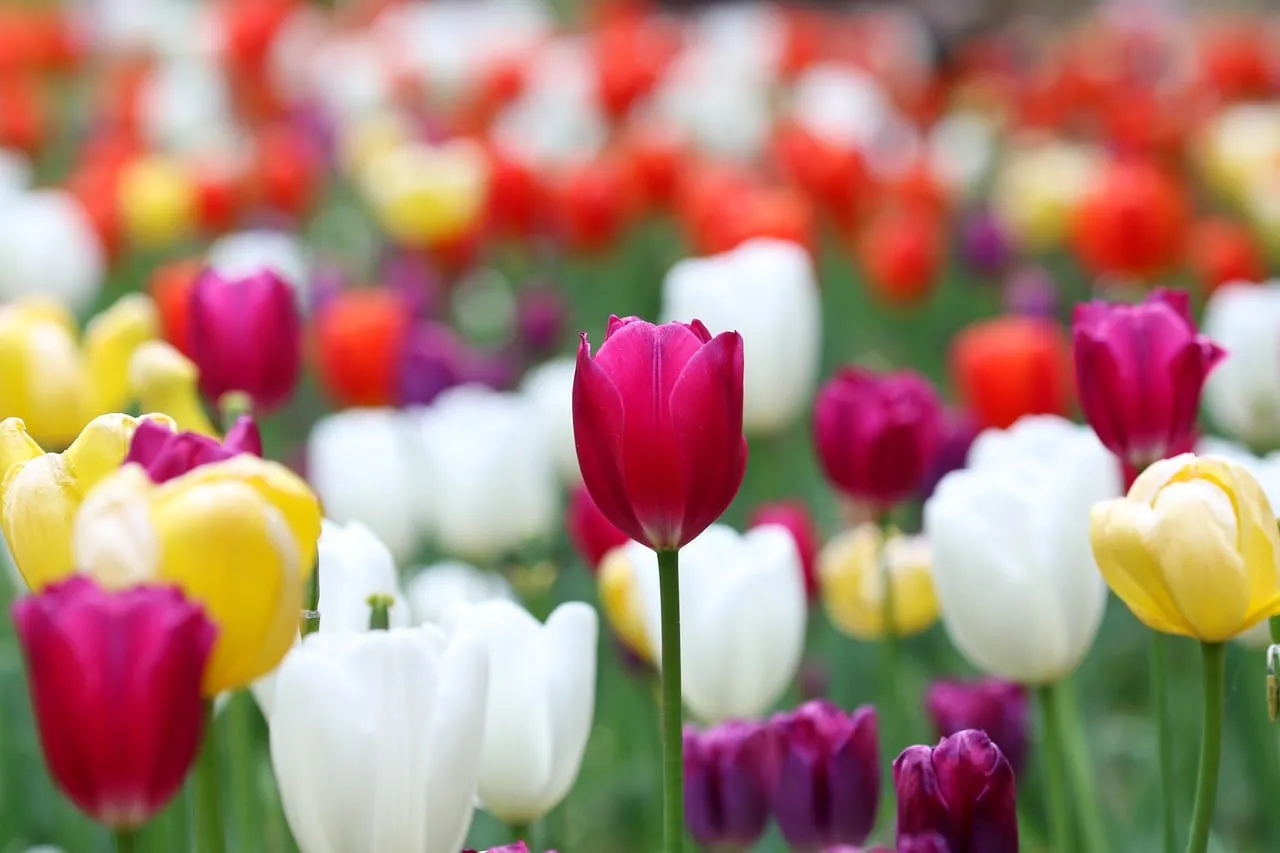 Vibrant Spring Tulip Garden: A Burst of Colorful Blooms