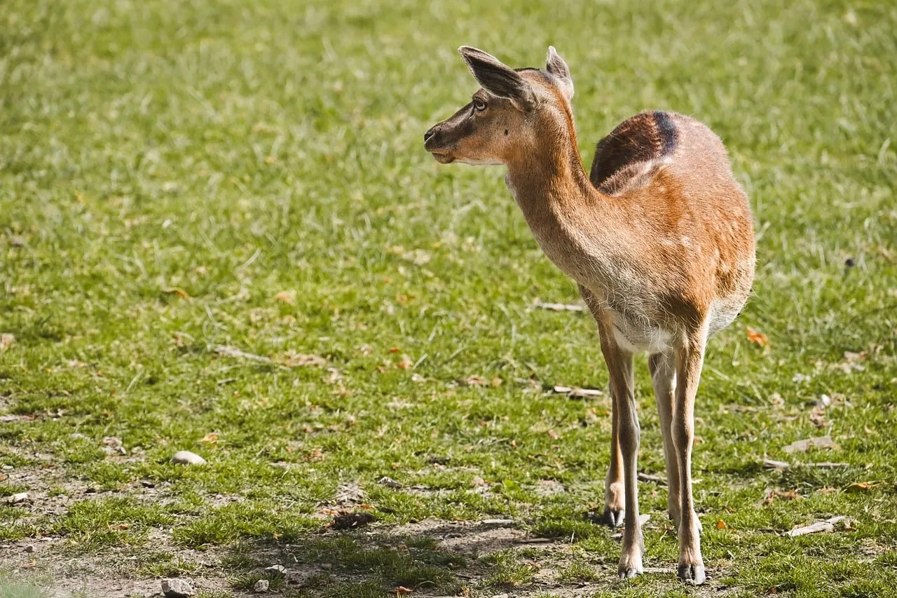 Graceful Fawn Stands Solo in Sun-Drenched Meadow