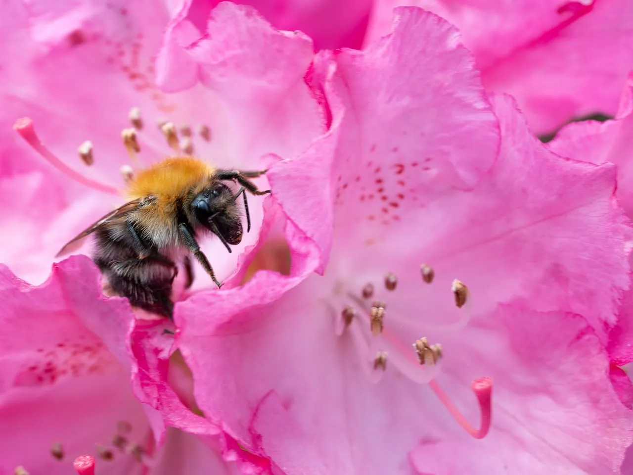 Vibrant Spring: Bumblebee Collecting Pollen on Pink Rhododendron