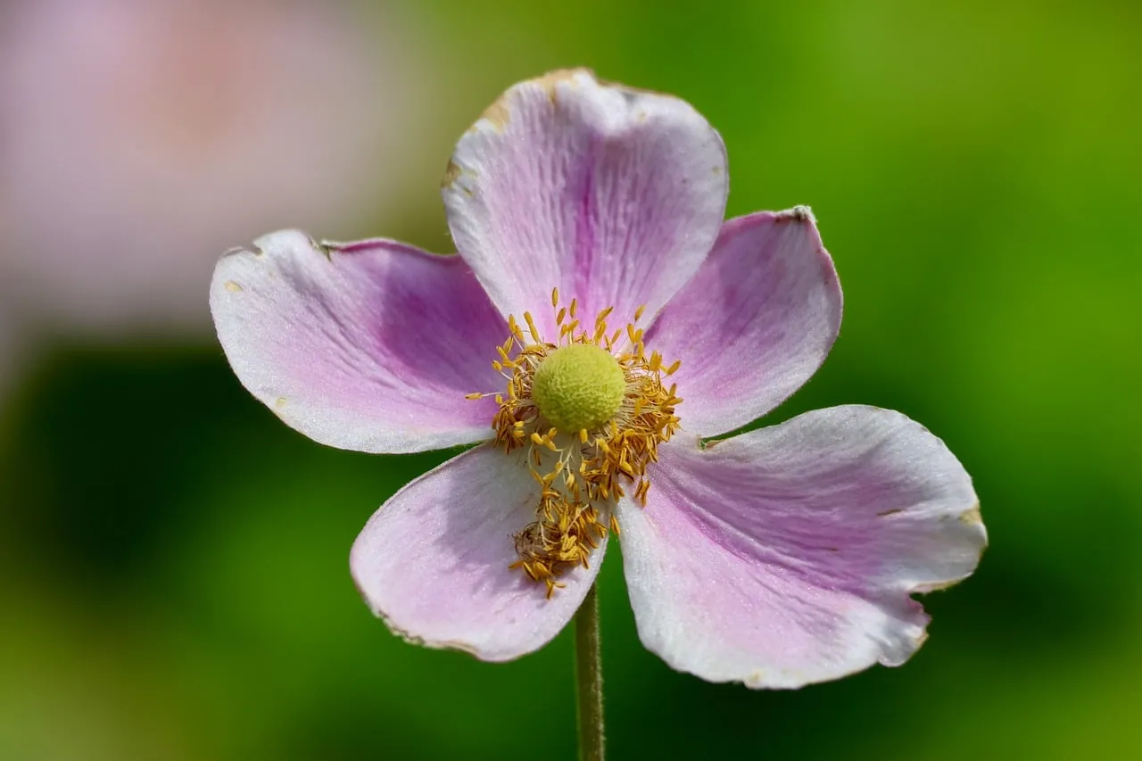 Delicate Japanese Anemone: A Purple Blossom's Close-up