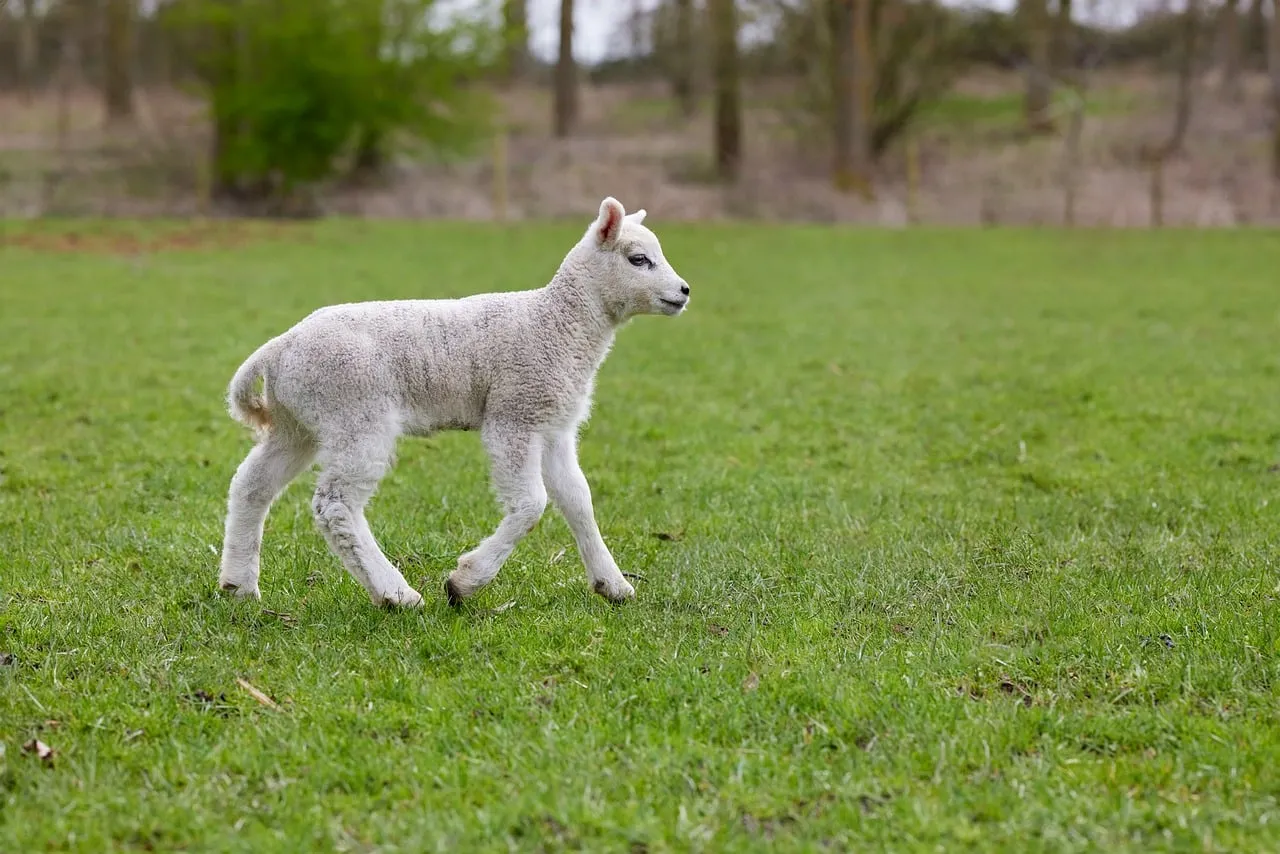 Adorable Lamb's First Steps in a Lush Spring Meadow
