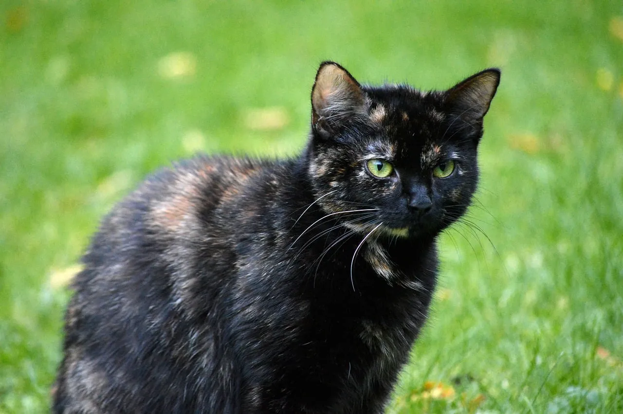 Enchanting Gaze: Tortoiseshell Cat's Outdoor Portrait
