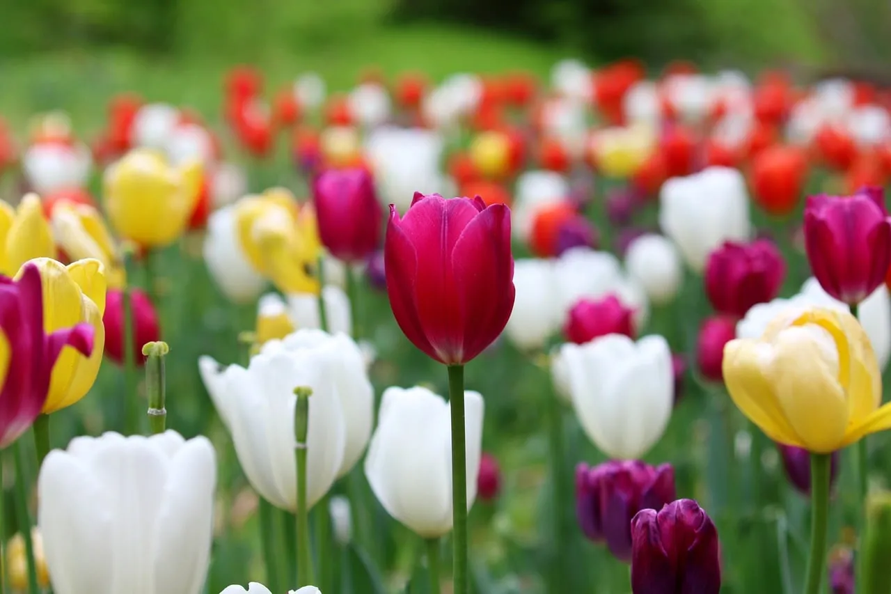 Vibrant Spring Hues: A Dazzling Tulip Garden