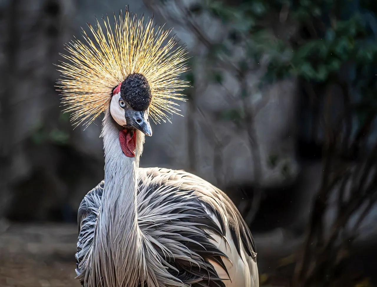 Majestic Grey Crowned Crane: Nature's Royal Portrait