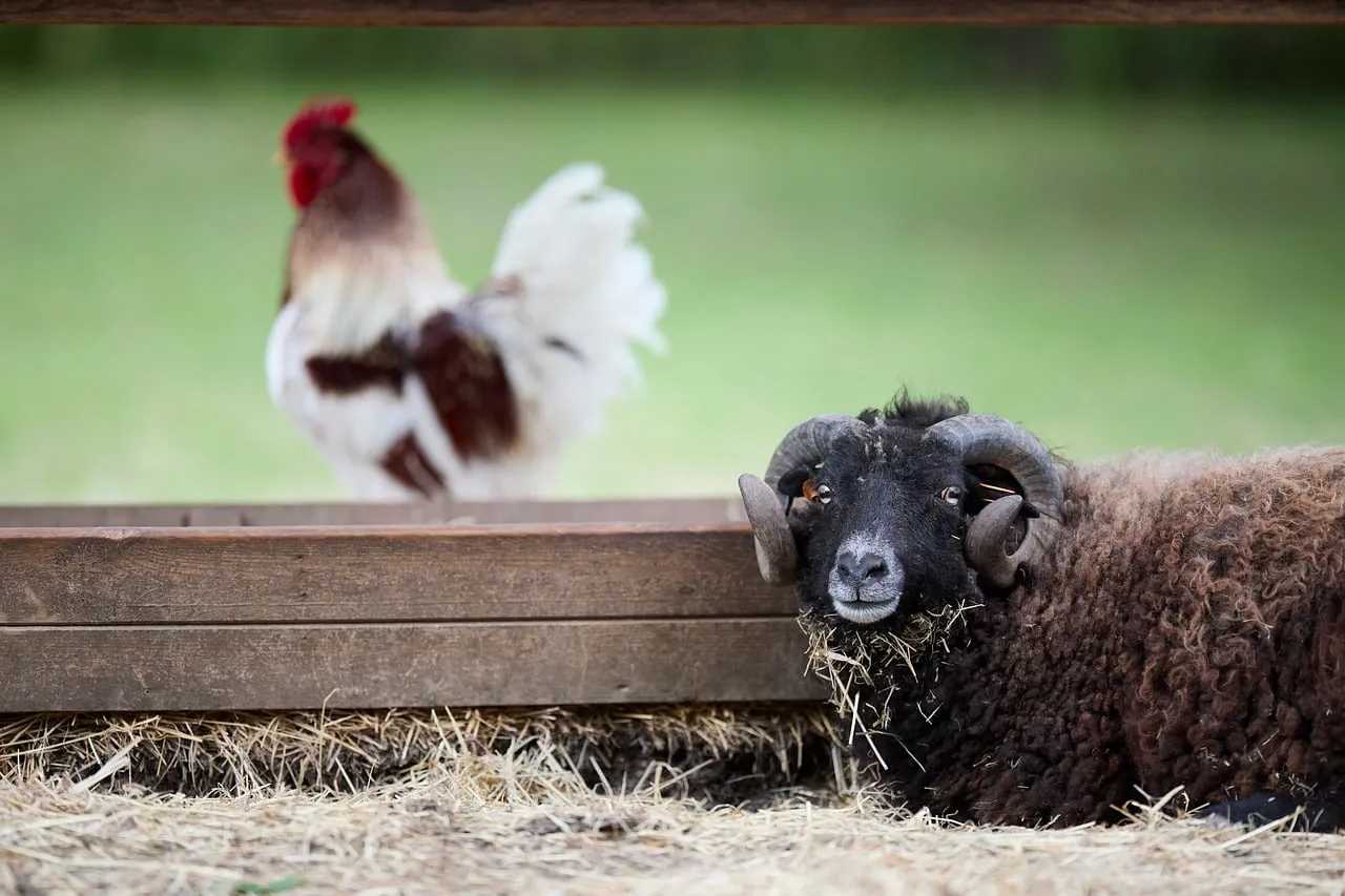 Rustic Charm: Ram and Rooster on a Tranquil Farm