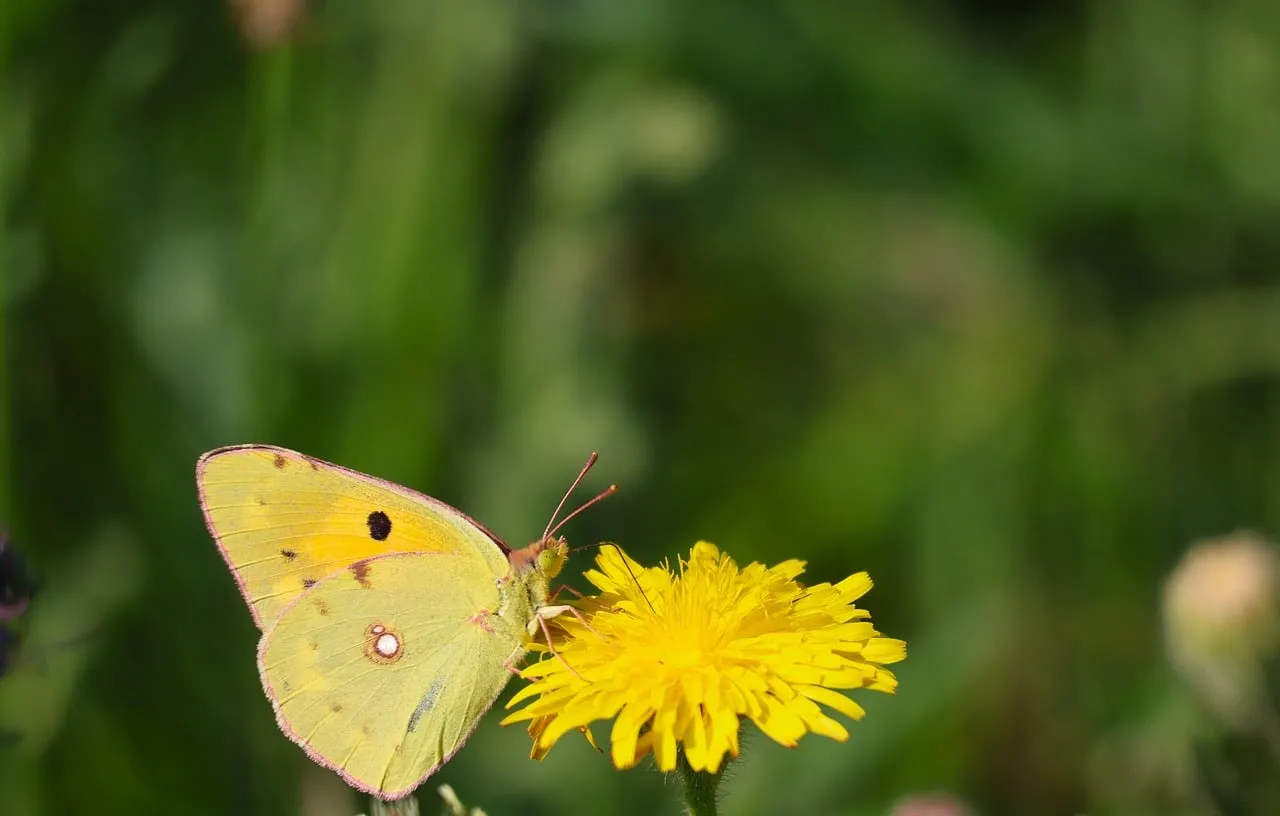 Vibrant Yellow Butterfly on Dandelion Macro