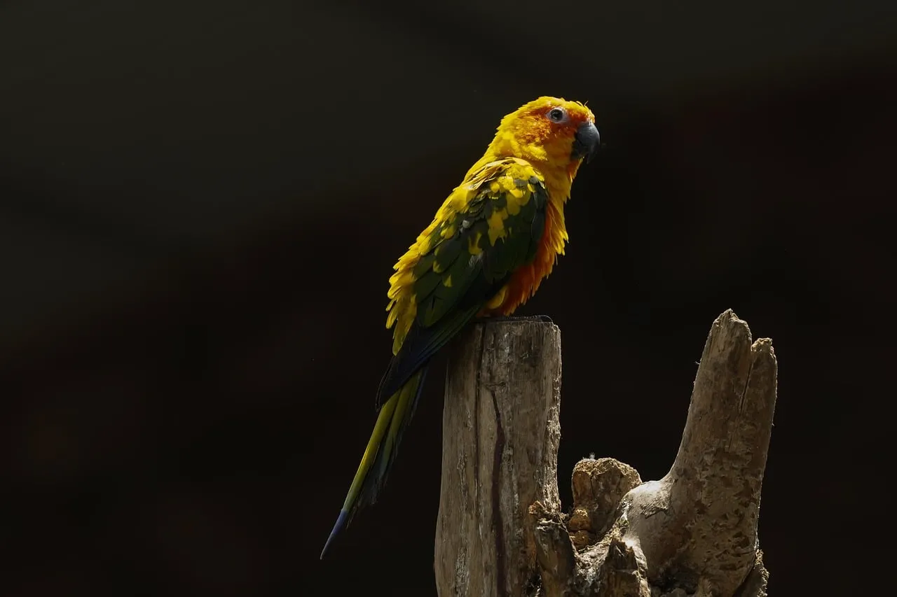 Vibrant Yellow Exotic Parrot Perched on Wood