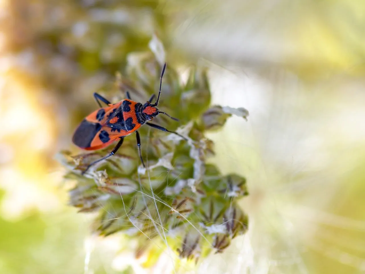 Vibrant Red and Black Insect on Hairy Plant Macro