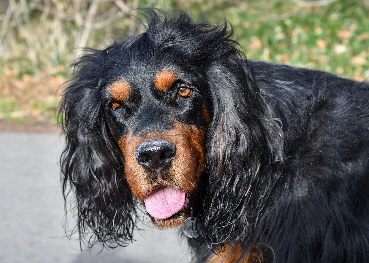 Majestic Gordon Setter: A Portrait of Canine Elegance