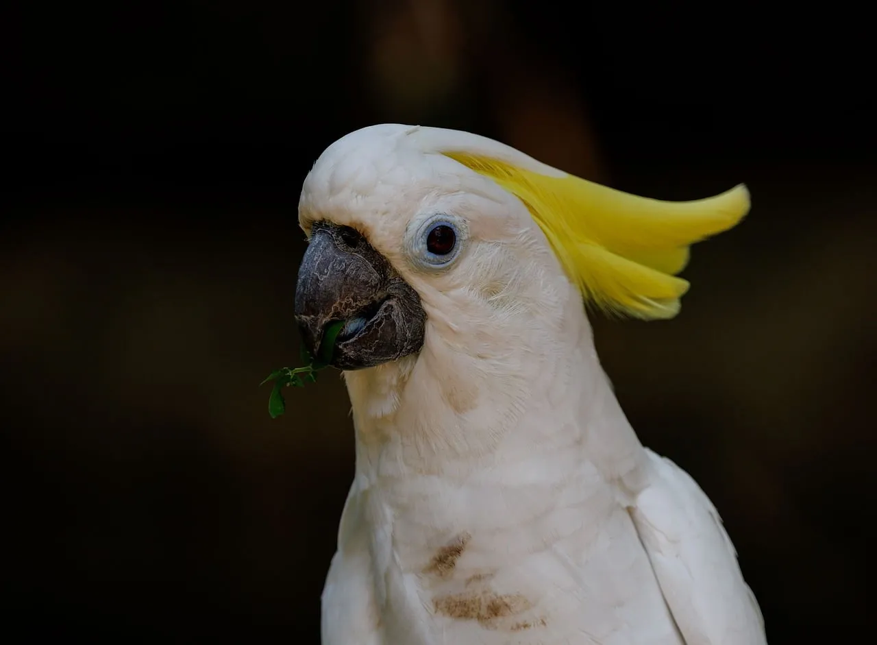 Vibrant Yellow-Crested Cockatoo: A Stunning Tropical Bird Portrait