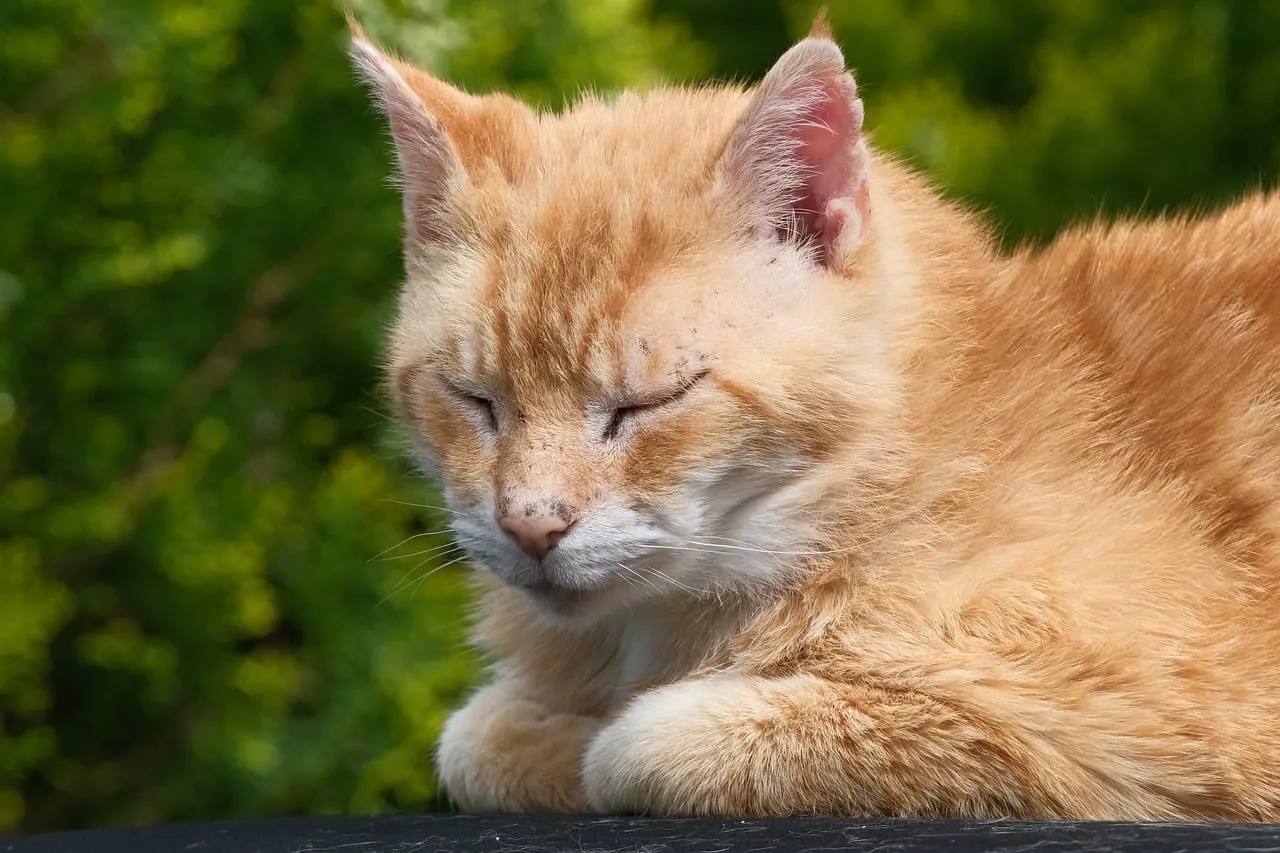 Serene Ginger Cat Napping in Sunny Garden