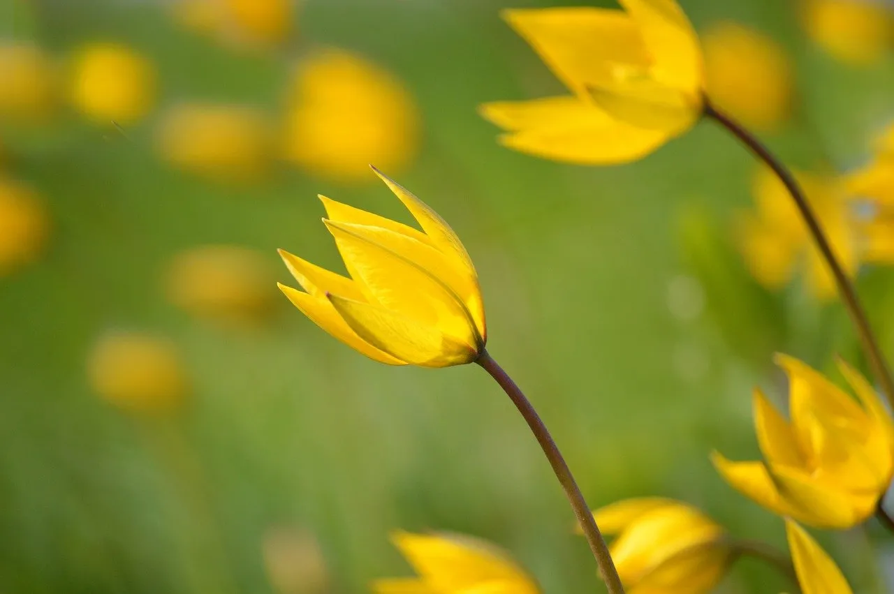Vibrant Yellow Wild Tulips: A Spring Meadow's Sunny Embrace