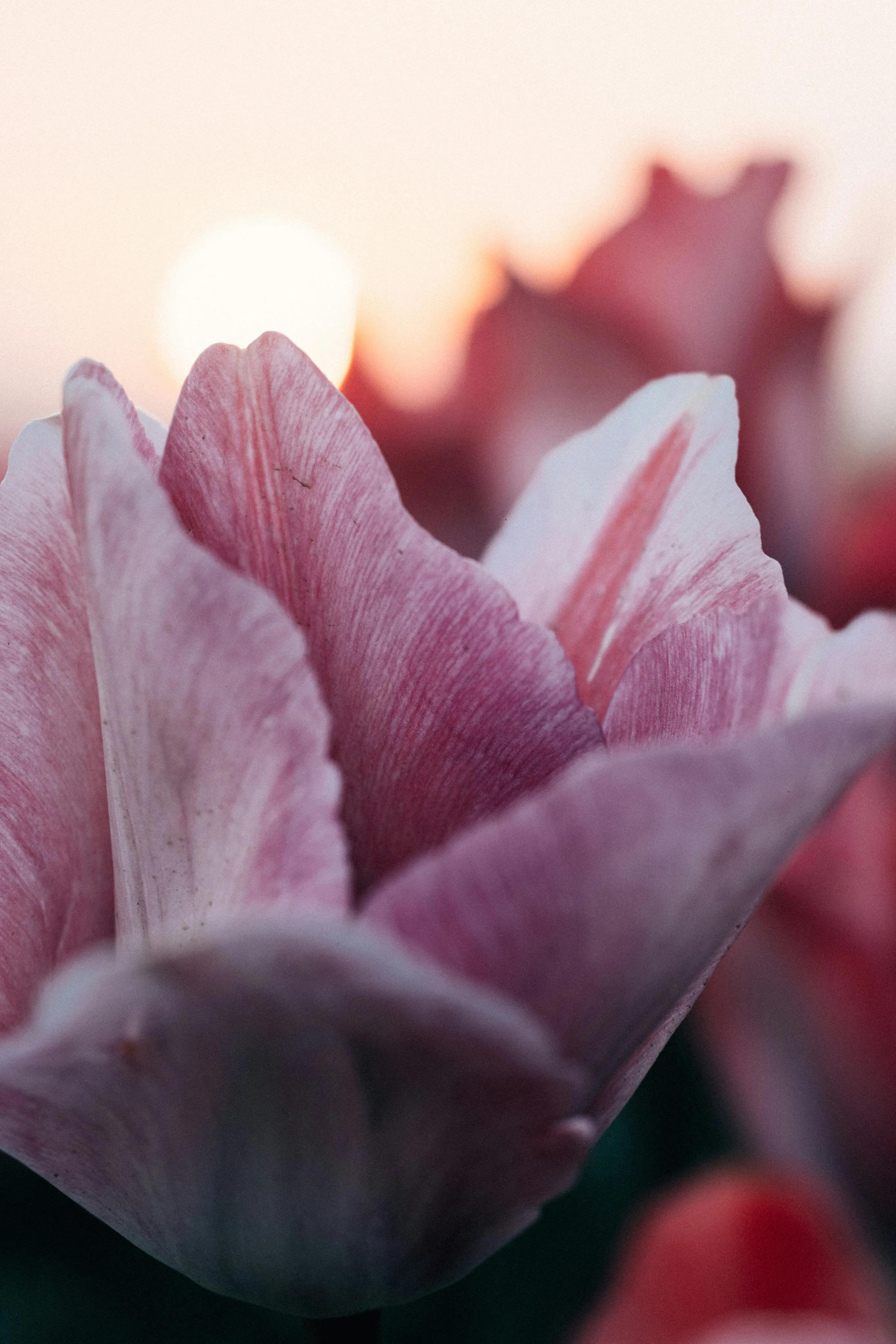 Stunning Sunset Tulips: Nature's Ethereal Bloom