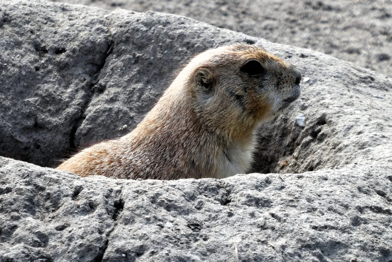 Alert Prairie Dog Emerges from Rocky Burrow