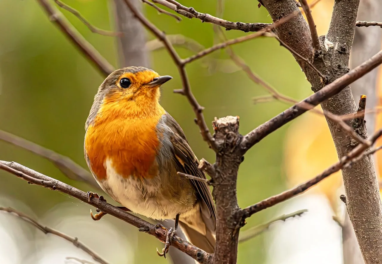 Vibrant European Robin: Autumn's Charming Songbird Perched