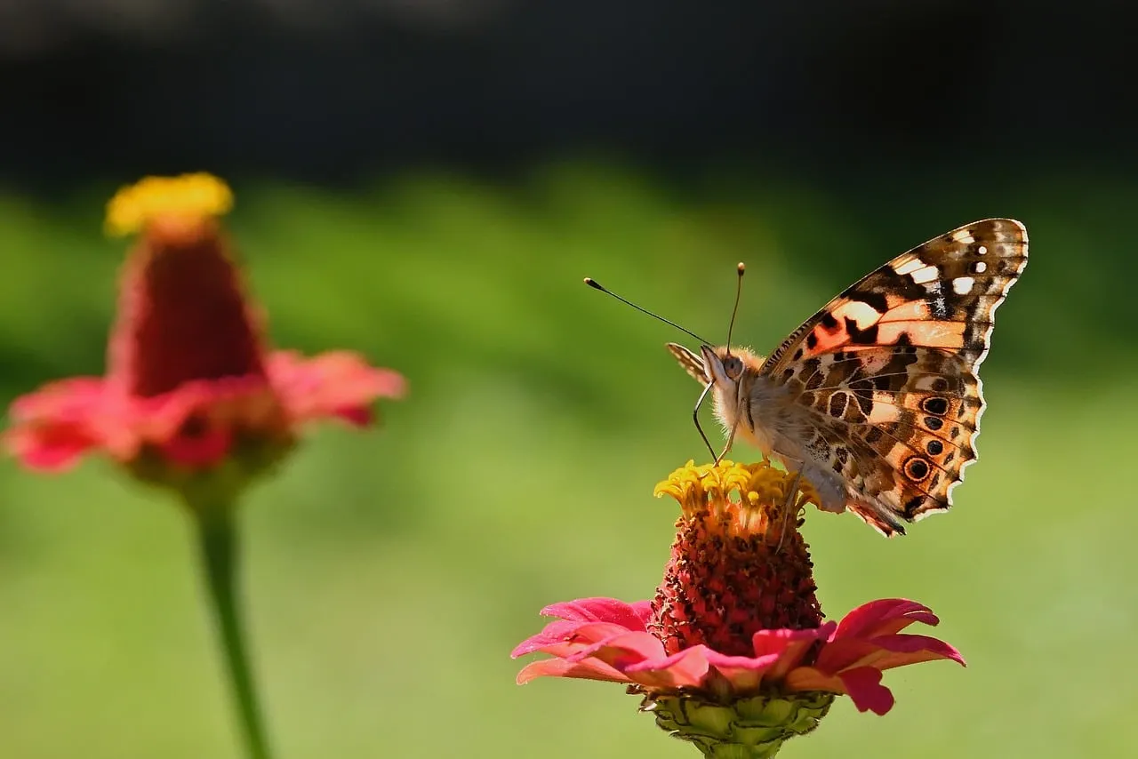Vibrant Zinnia Hosts a Beautiful Butterfly in Autumn Sunlight