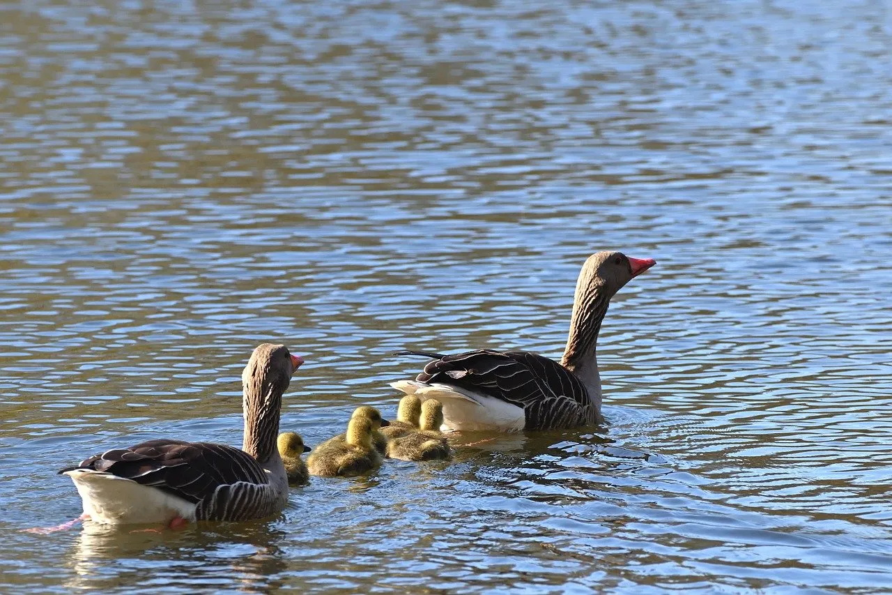Tender Spring: Goose Family Swimming in Serene Pond