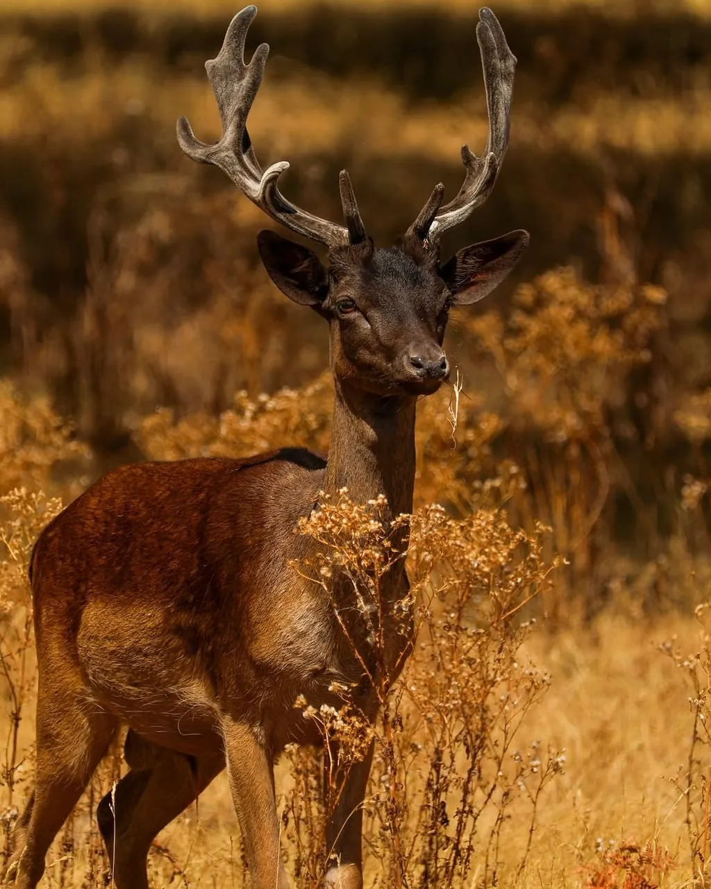 Majestic Deer with Striking Antlers in Golden Meadow