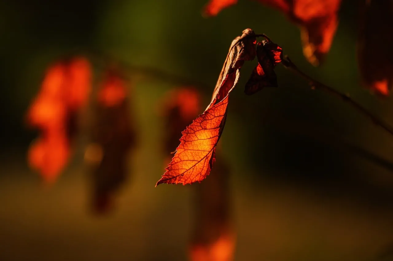 Golden Autumn Leaf: Nature's Radiant Detail