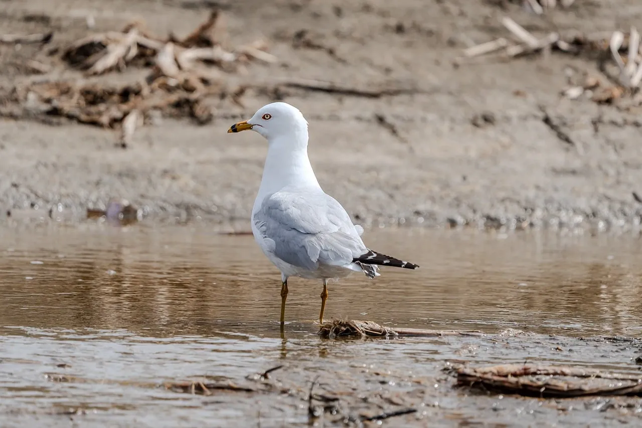 Stunning White Seagull: Serene Wetland Wildlife