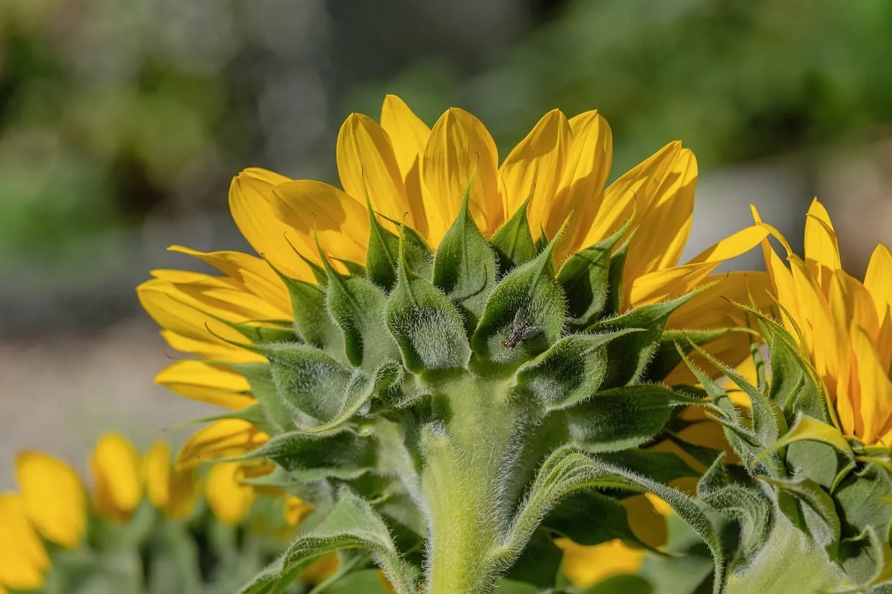 Vibrant Summer Delight: Macro View of a Sunflower's Back