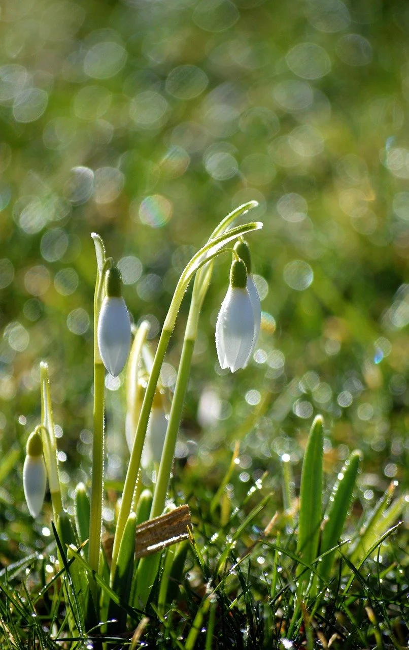 Sparkling Snowdrops: First Blooms of Spring's Awakening