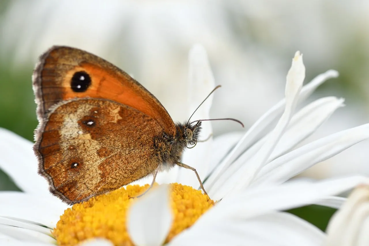 Stunning Macro: Butterfly Resting on Delicate Daisy