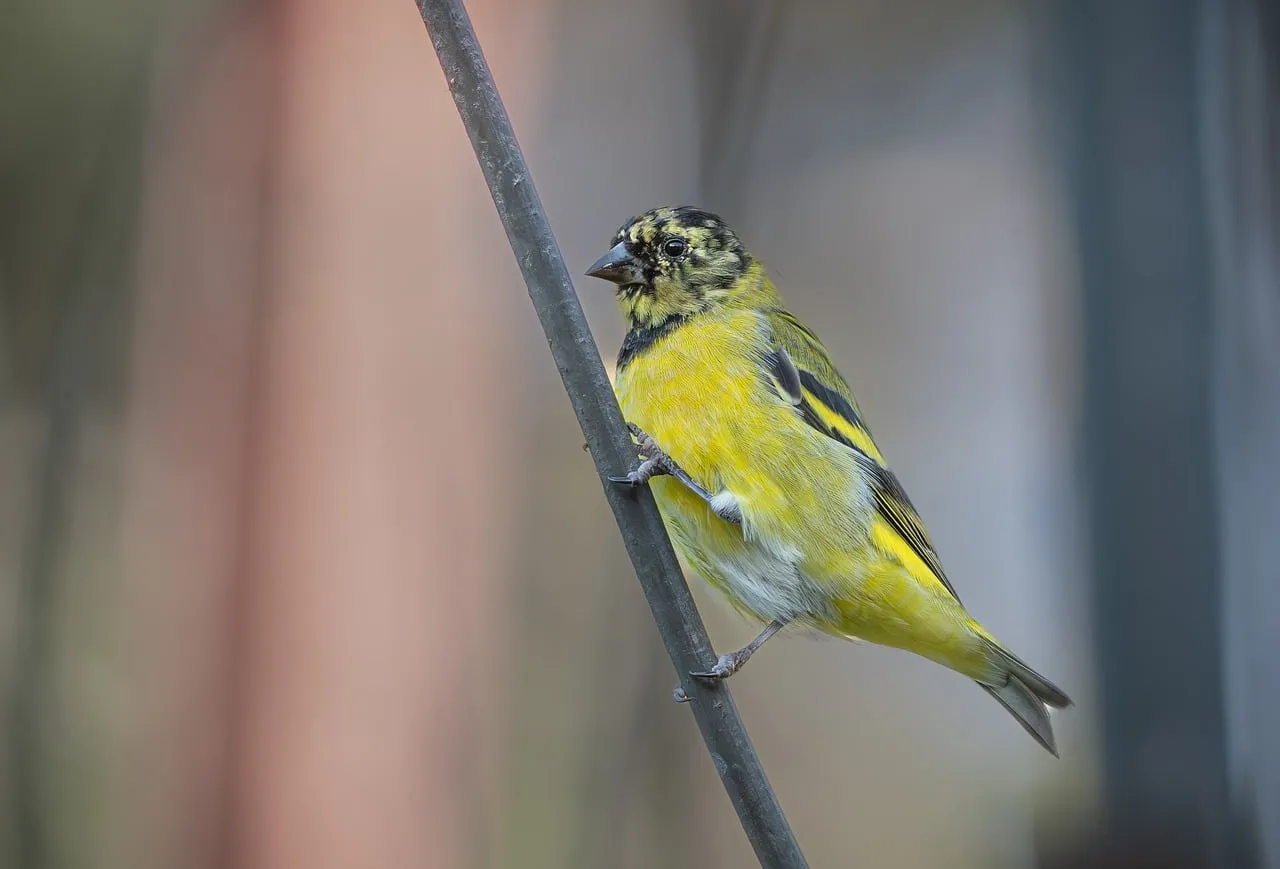 Vibrant Yellow Siskin: A Glimpse of Northern Argentina's Wildlife
