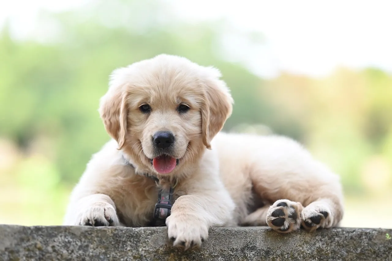 Adorable Golden Retriever Puppy Relaxing Outdoors