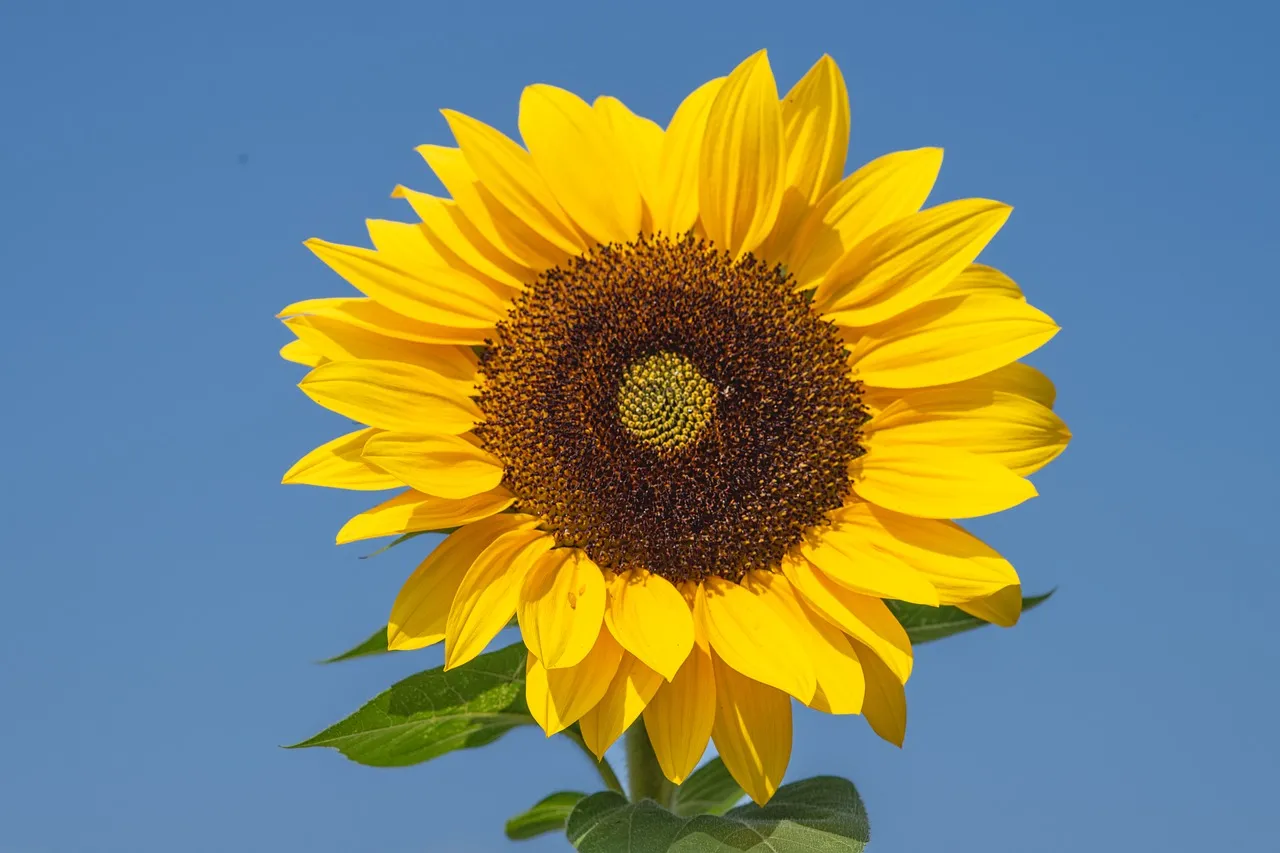 Vibrant Sunflower HD: Nature's Golden Embrace