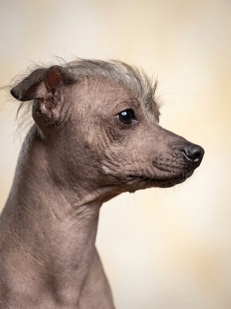 Striking Profile: Rare Xoloitzcuintli's Delicate Beauty