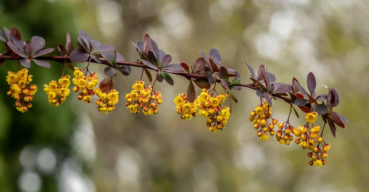 Vibrant Yellow Barberry Blossoms: Spring's Delicate Embrace