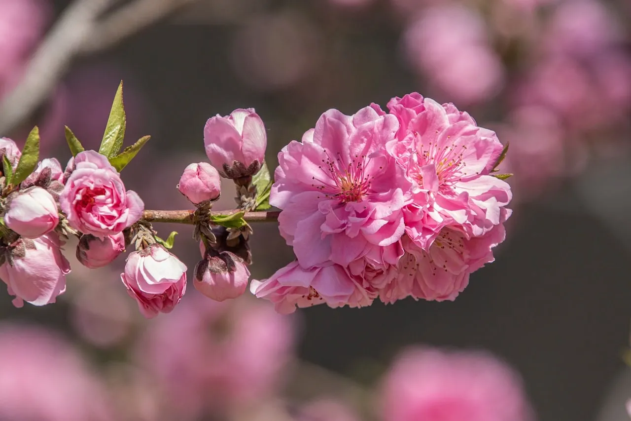 Vibrant Spring Bloom: Exquisite Pink Peach Blossoms on a Branch