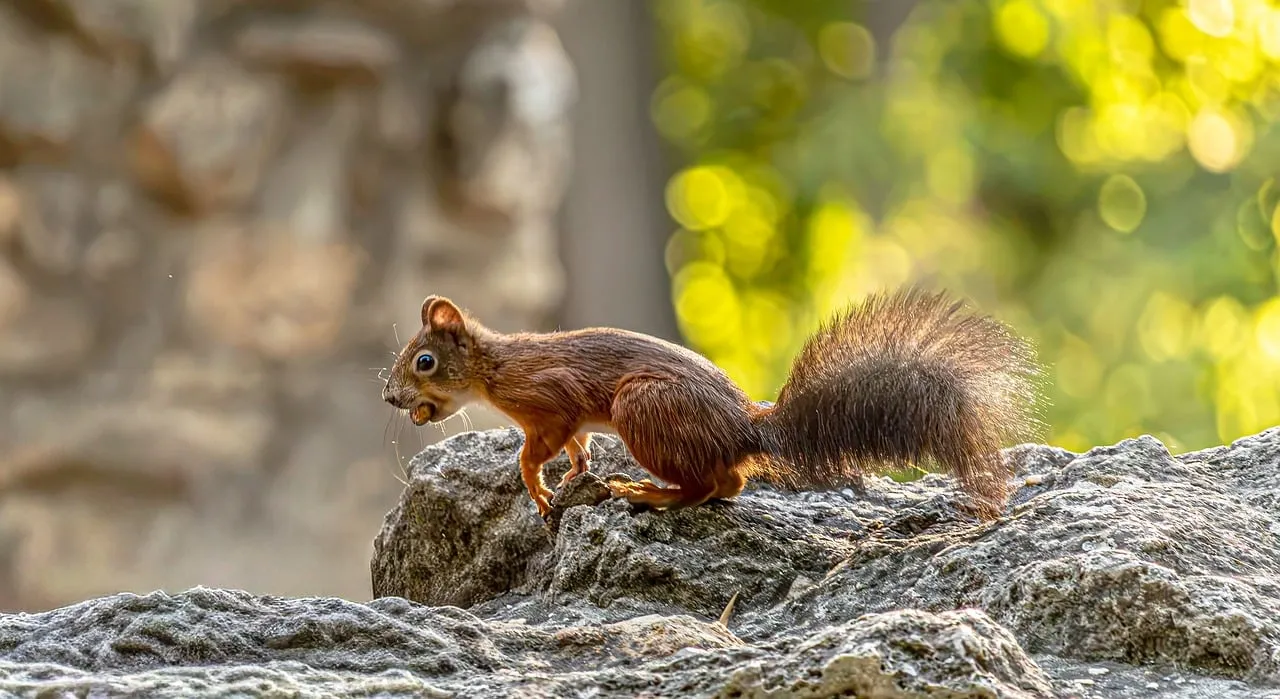 Vibrant Red Squirrel: A Charming Woodland Delight on a Rocky Perch