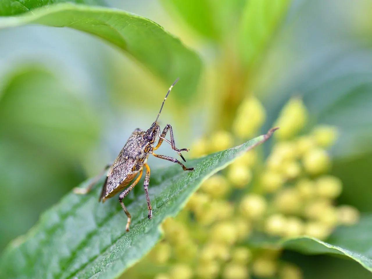 Intricate Macro: Detailed Bug on Green Leaf in Spring Garden