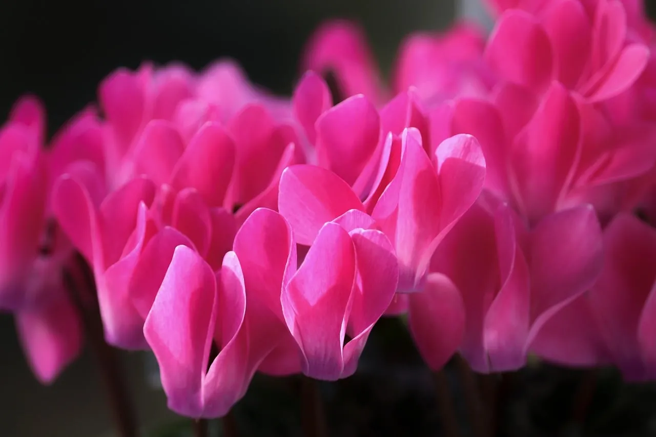 Vibrant Pink Cyclamen: A Macro Symphony of Petal Beauty