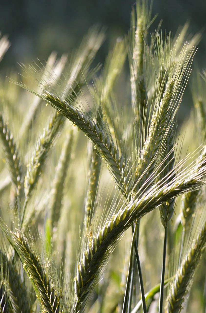 Golden Rye Field: Nature's Bountiful Harvest Backdrop