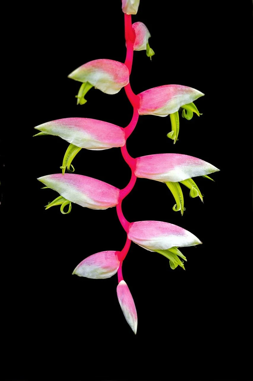 Vibrant Pink Heliconia: Exotic Tropical Bloom on Black