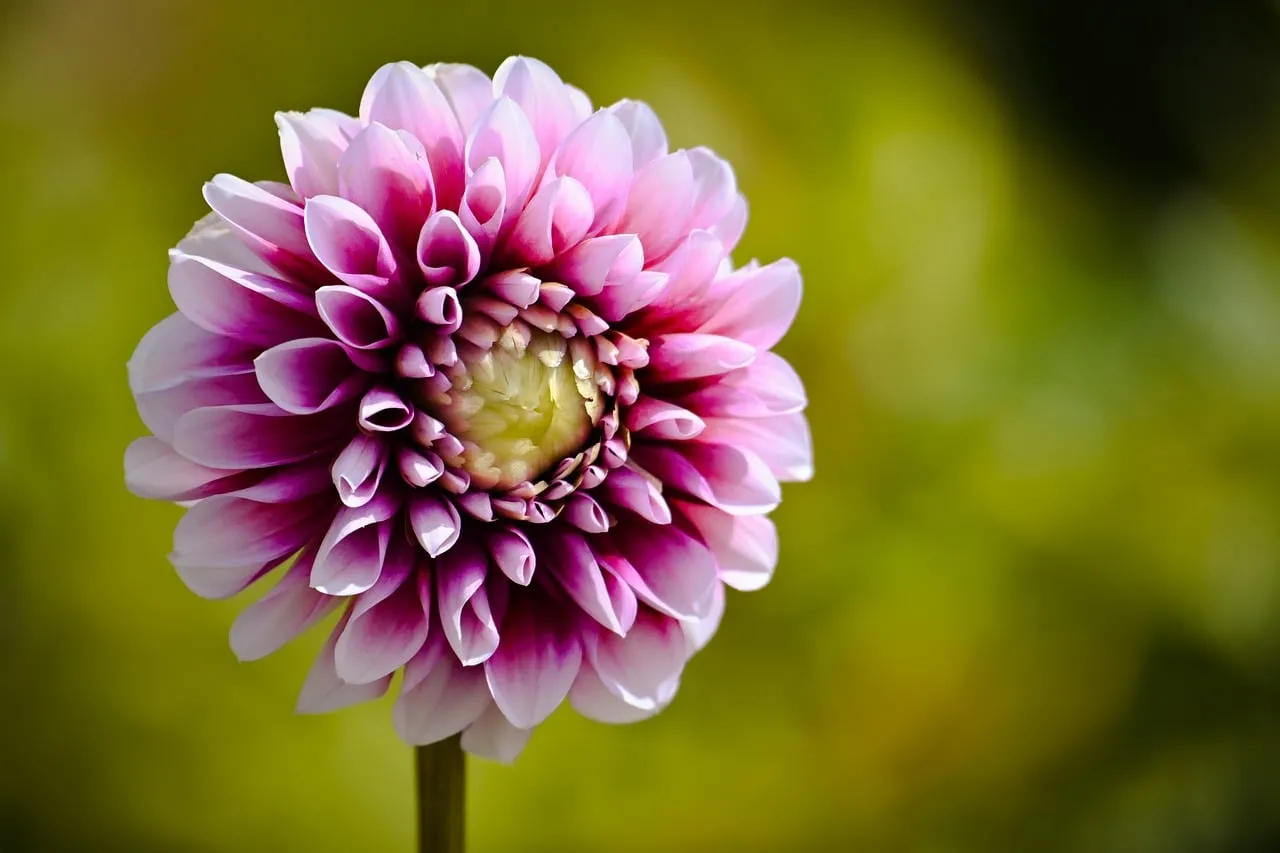 Vibrant Dahlia Bloom: A Close-Up of Nature's Beauty