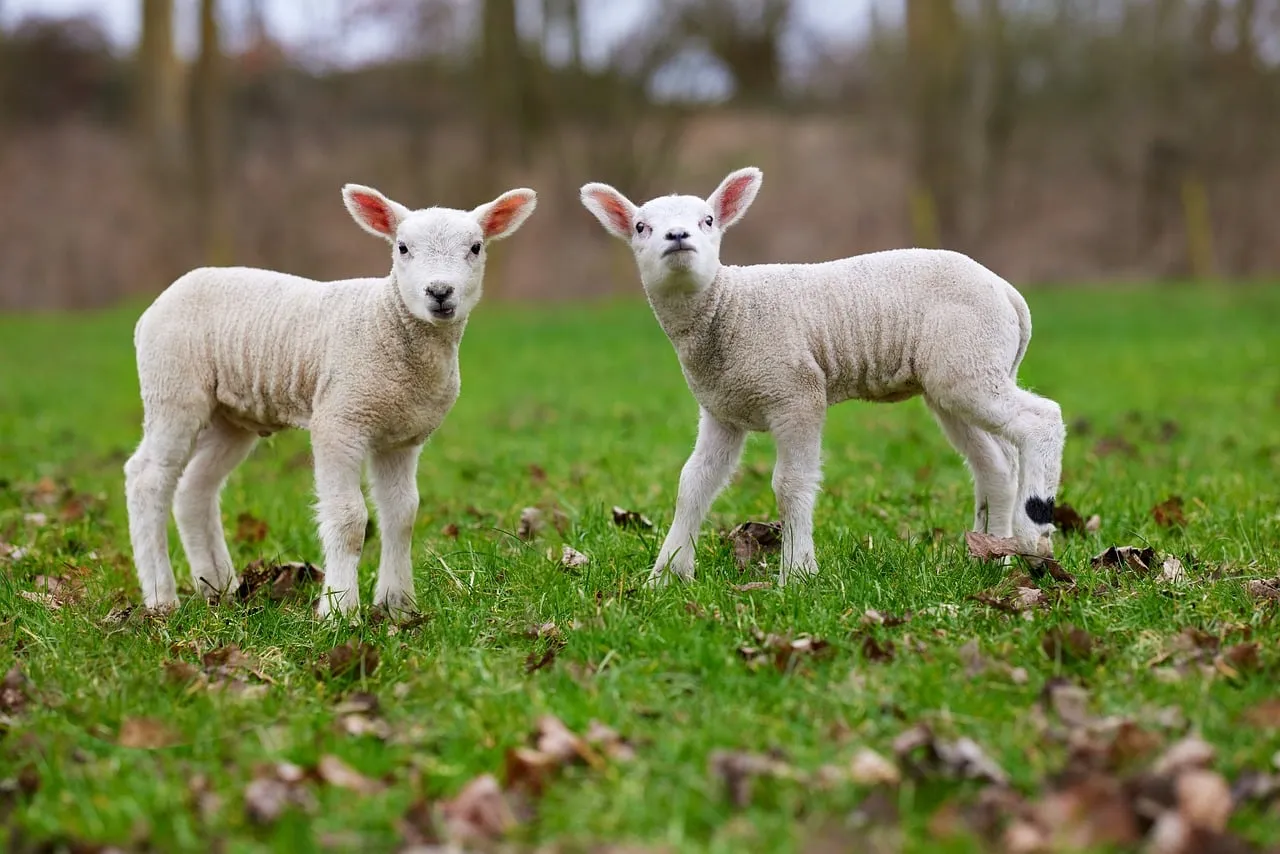 Adorable Duo: Fluffy Lambs Frolicking in Spring Pasture
