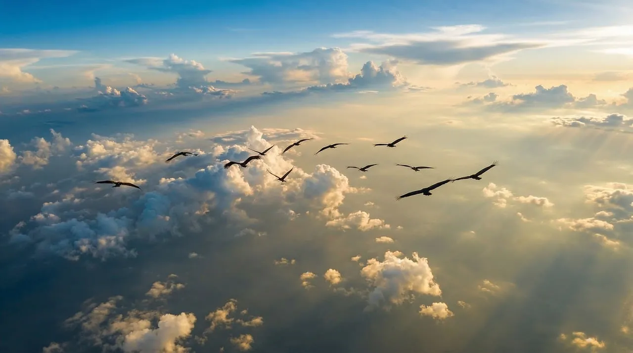 Soaring Silhouettes: Birds Above Golden Sunset Clouds