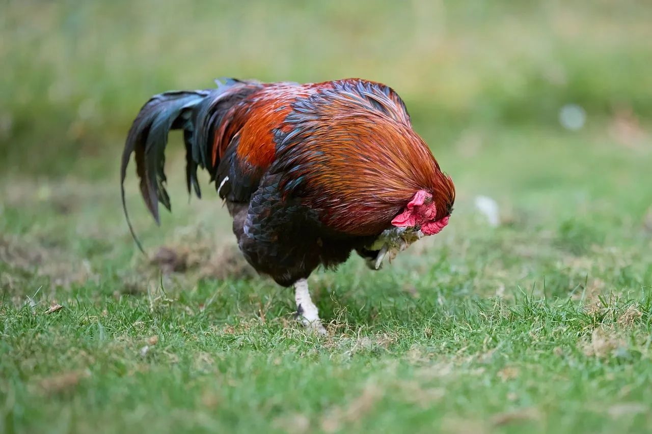 Vibrant Rooster Grooming in Lush Countryside Greenery