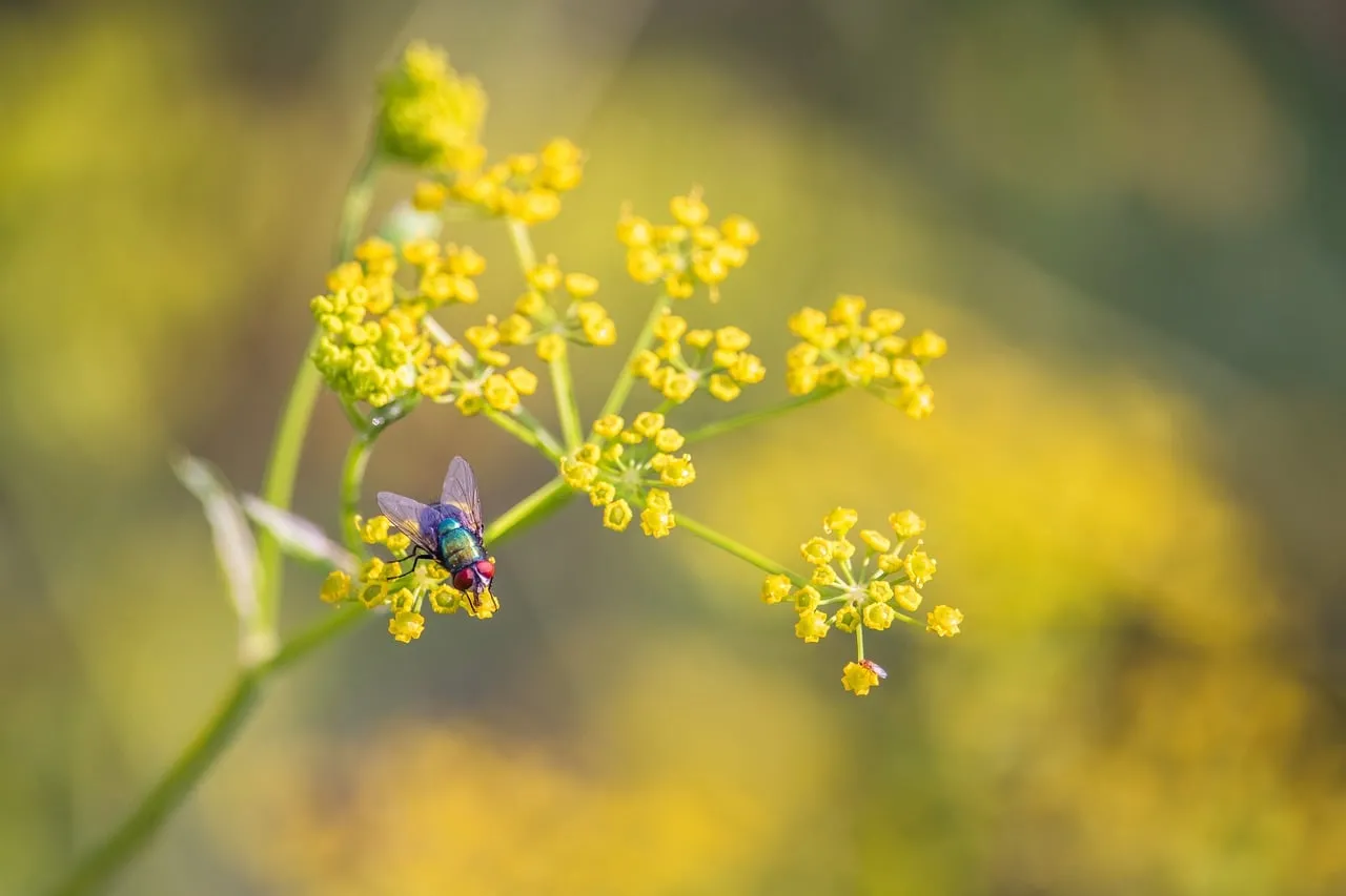Vibrant Macro: Fly on Wild Parsnip Flowers