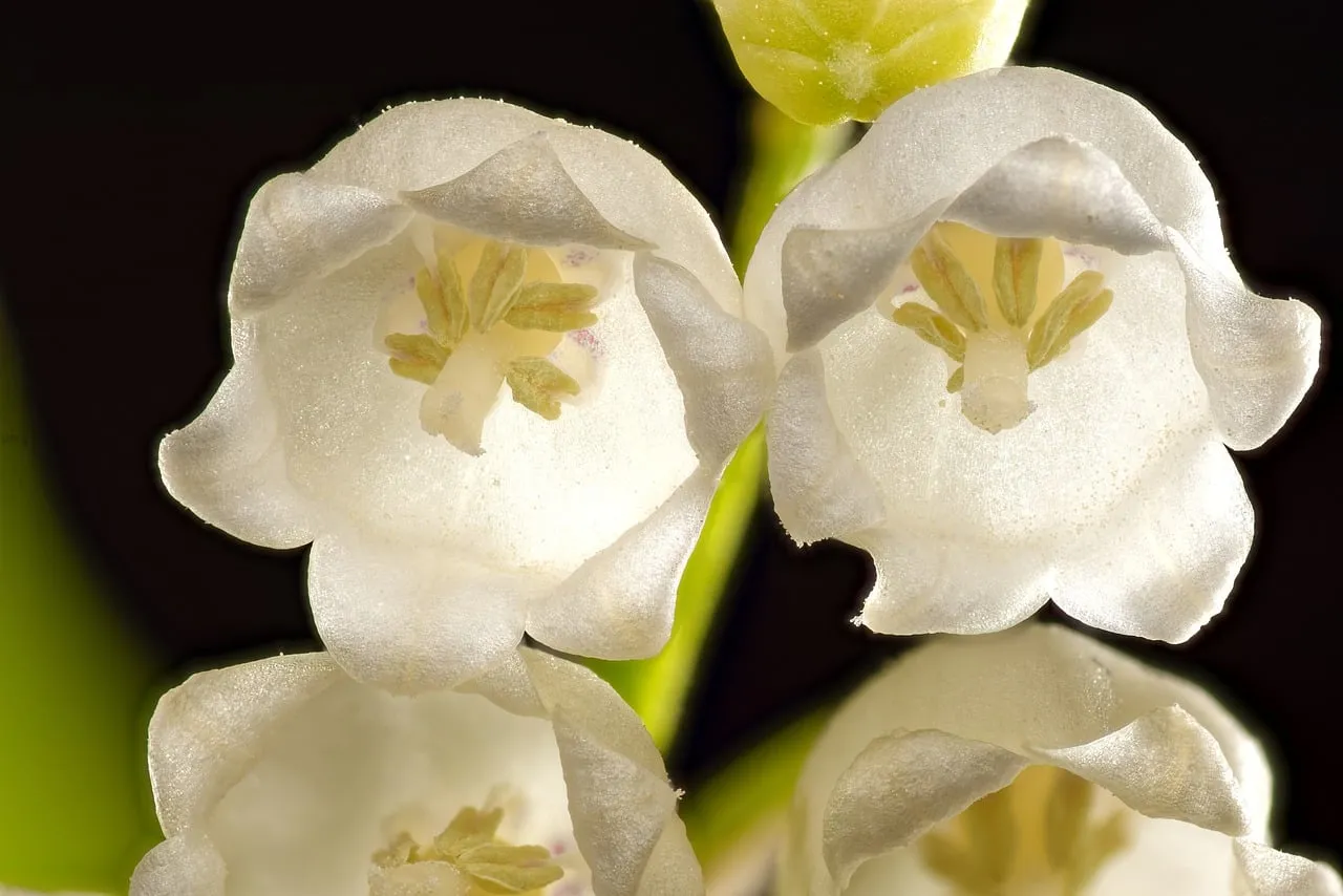 Exquisite Lily of the Valley: Delicate White Spring Blooms